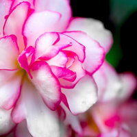 雨上がりのピンクと白の八重咲きの花の写真